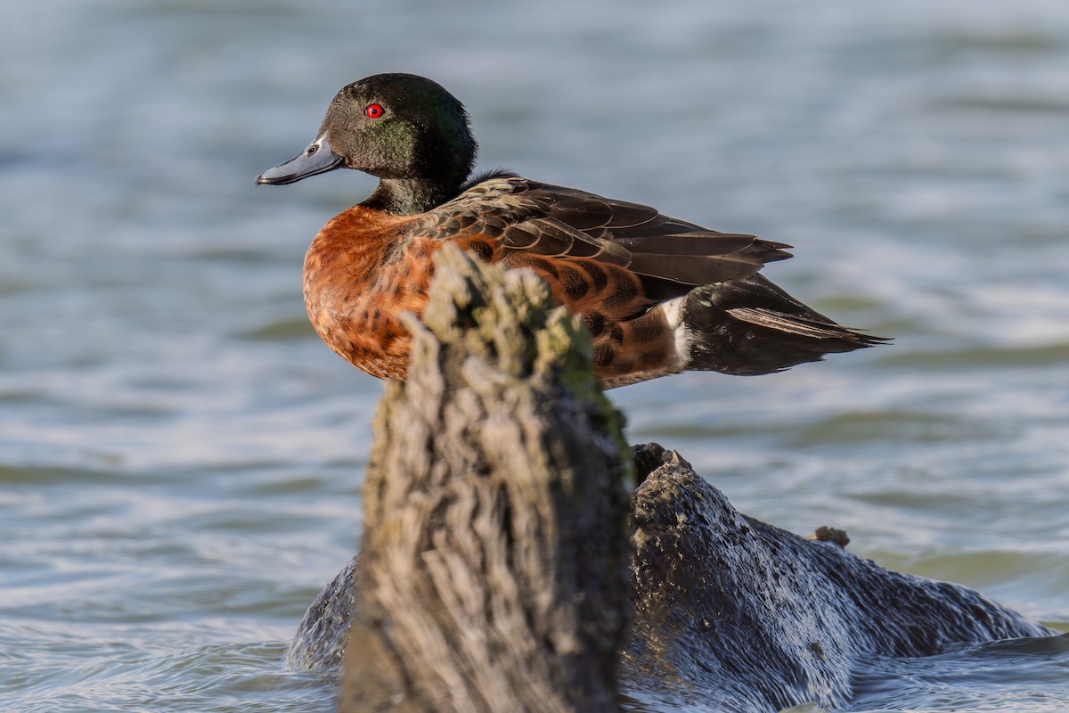 Kastanienente - ML644598445