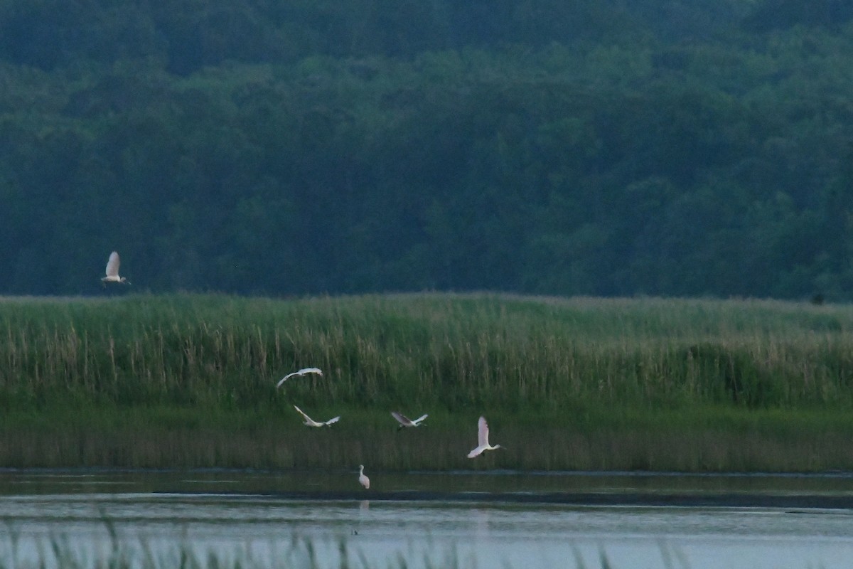 Roseate Spoonbill - ML644598446