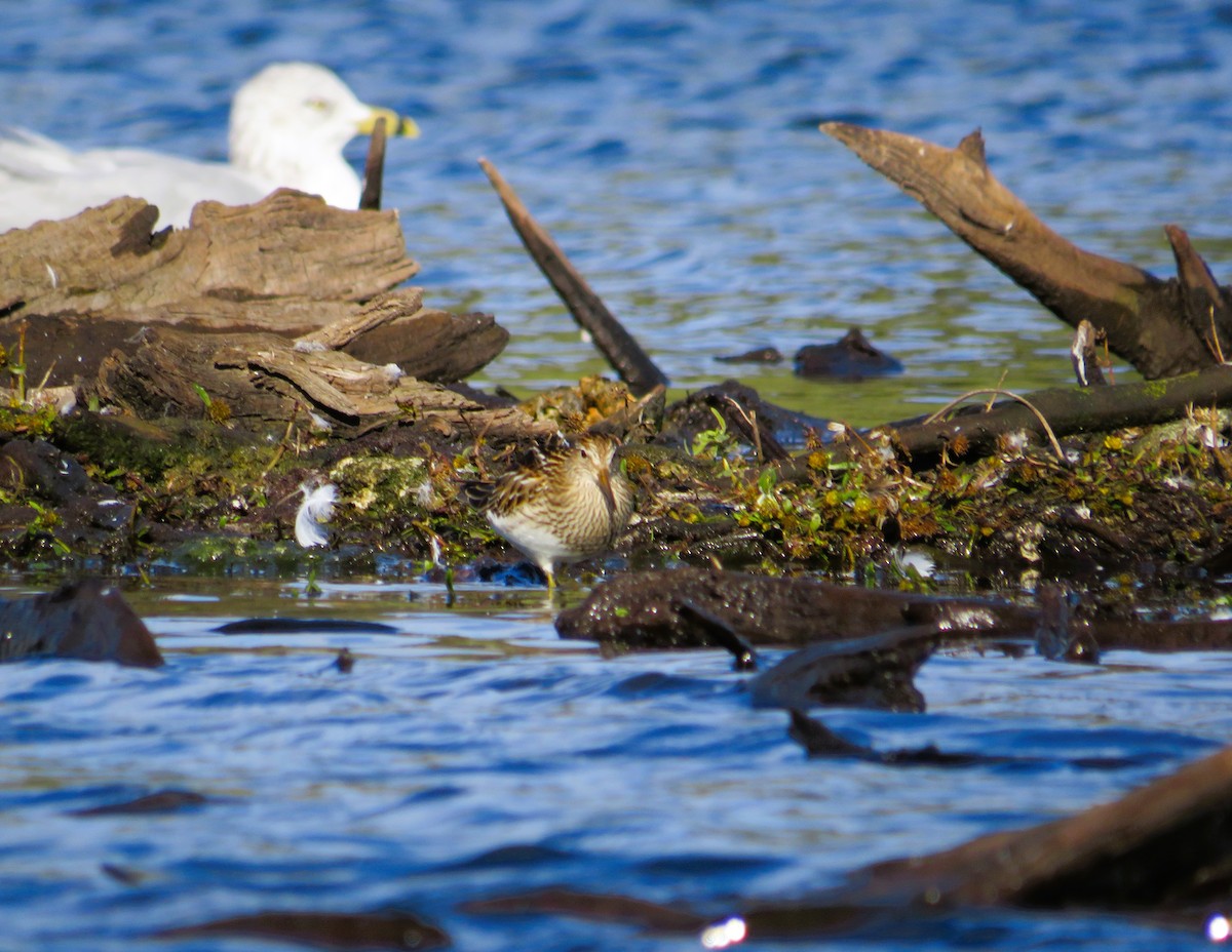 Pectoral Sandpiper - ML644598451