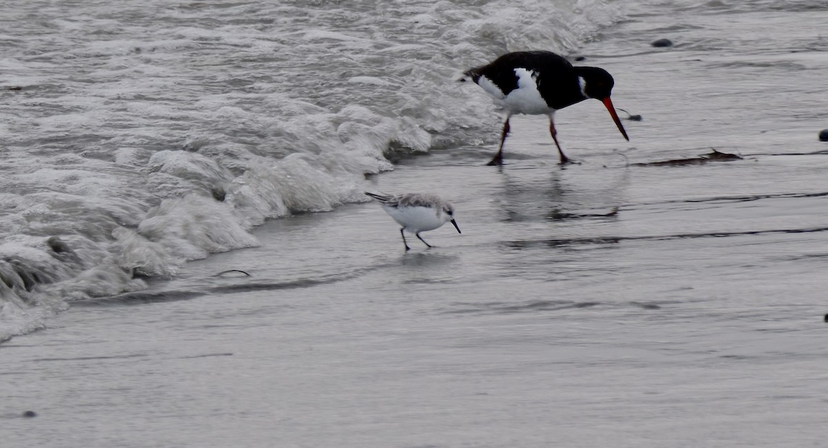 三趾濱鷸 - ML644598452