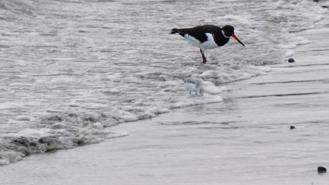 三趾濱鷸 - ML644598453