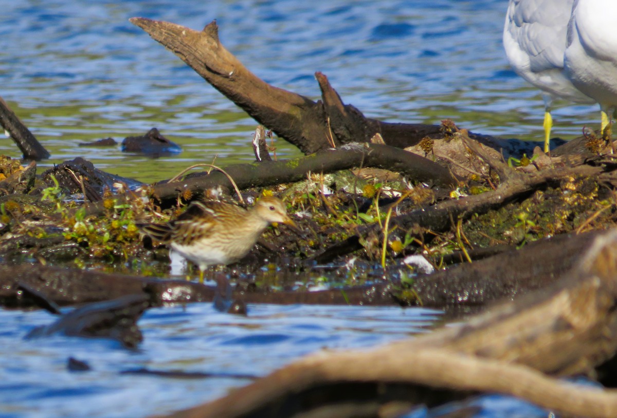 Pectoral Sandpiper - ML644598454