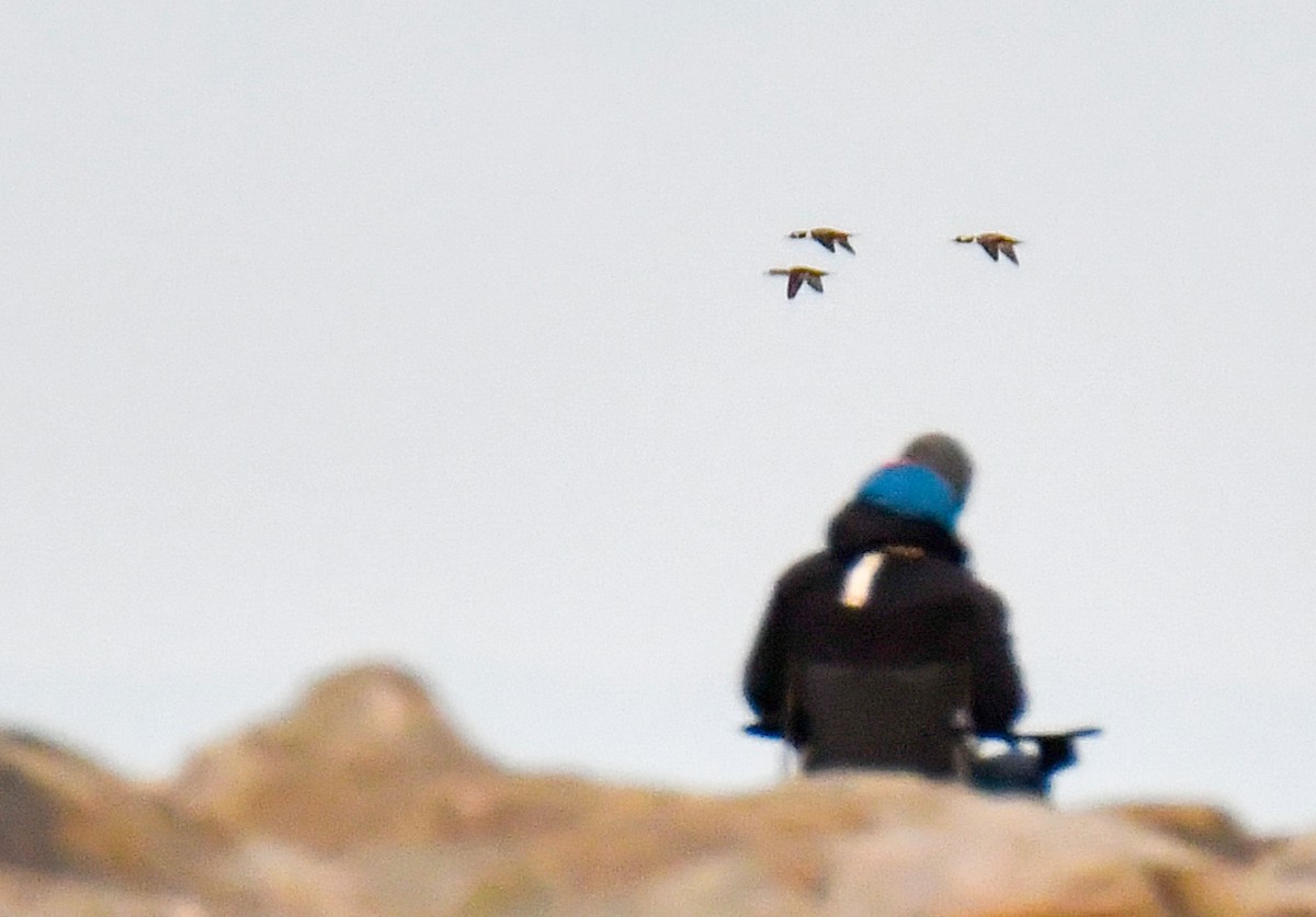 オウギアイサ - ML644598456