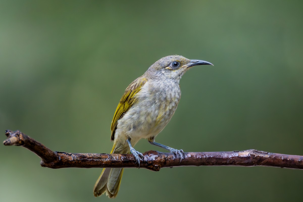 medosavka hnědavá - ML644598457