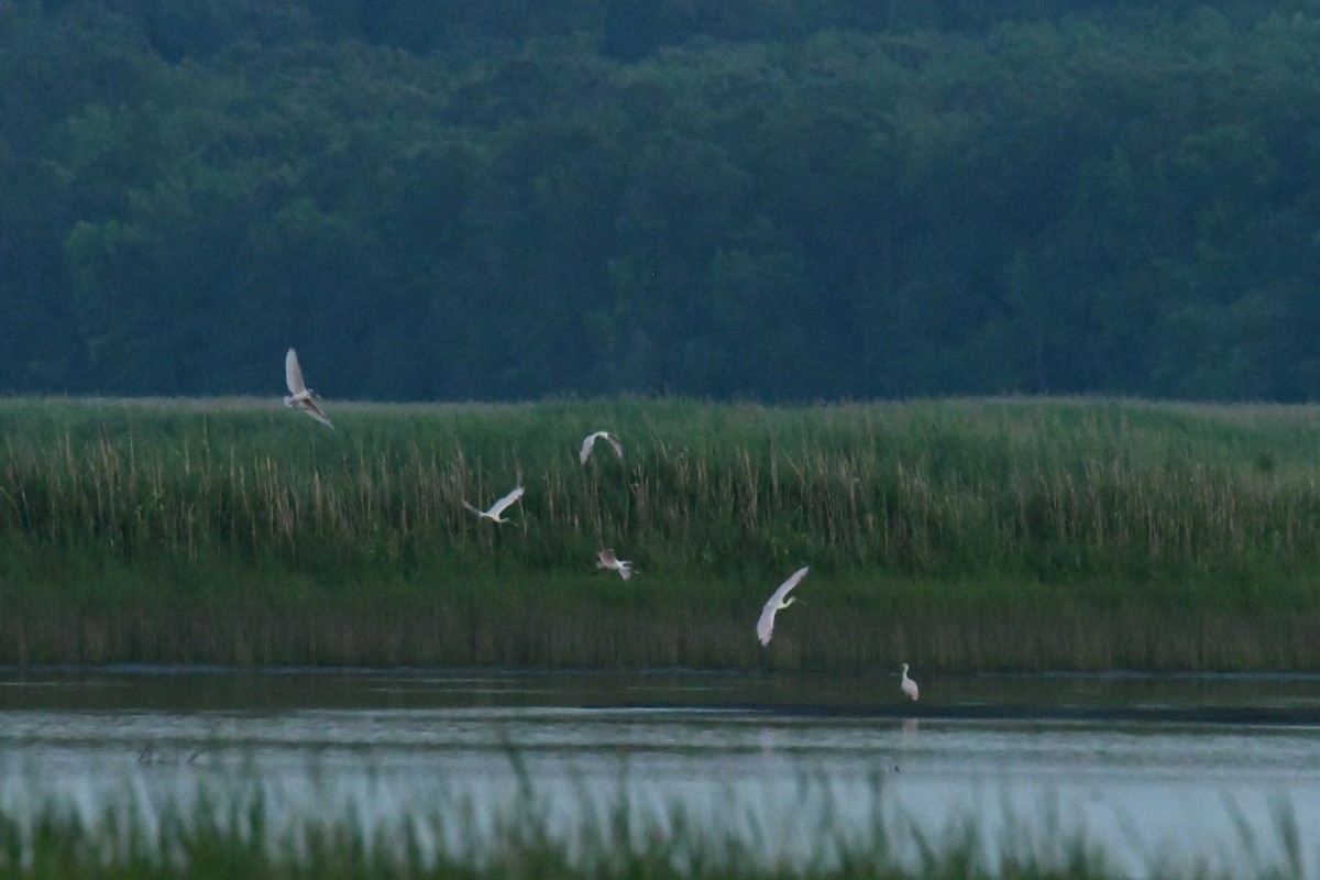 Roseate Spoonbill - ML644598458