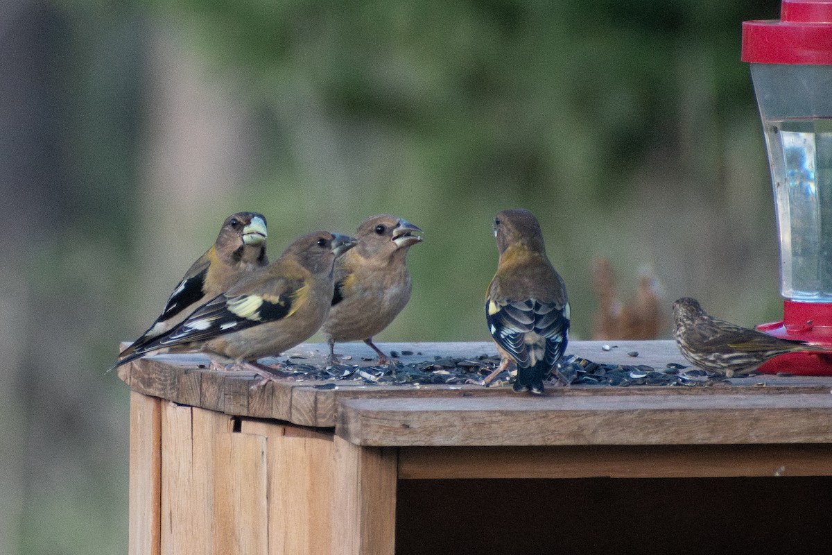 Evening Grosbeak - ML644598459