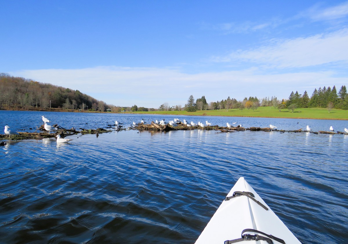 Ring-billed Gull - ML644598461