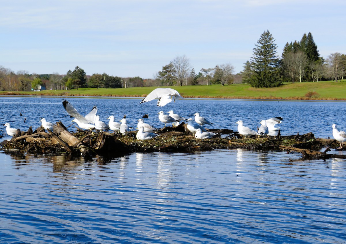 Ring-billed Gull - ML644598462