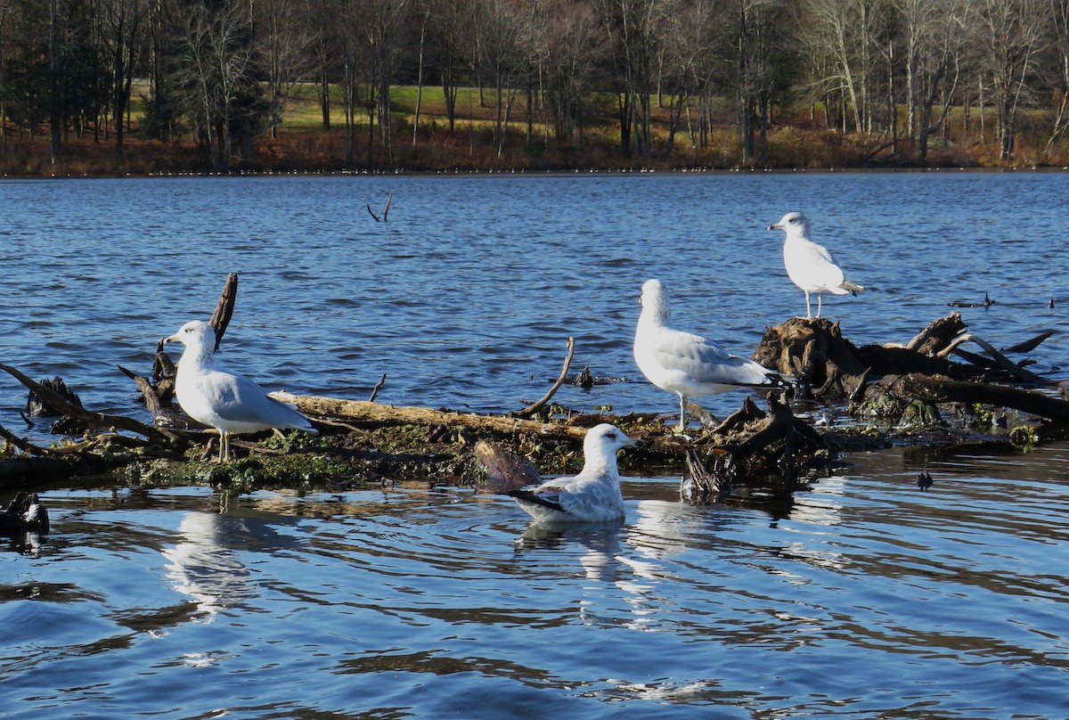 Ring-billed Gull - ML644598464