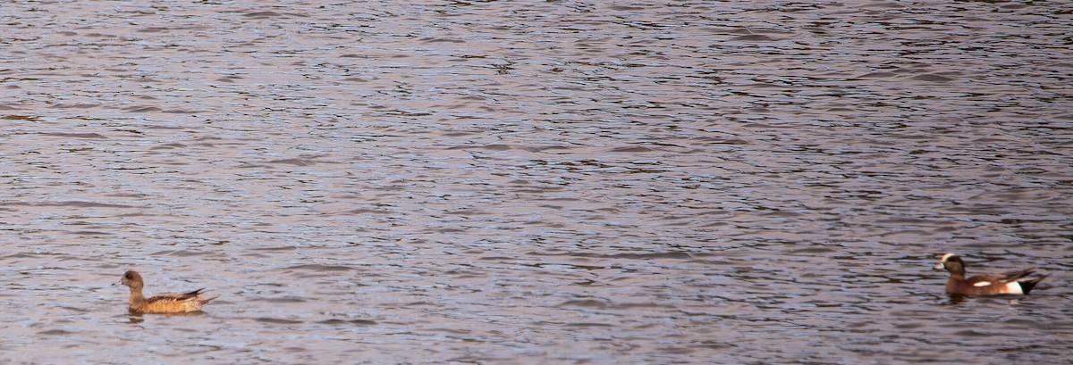 American Wigeon - ML644598468