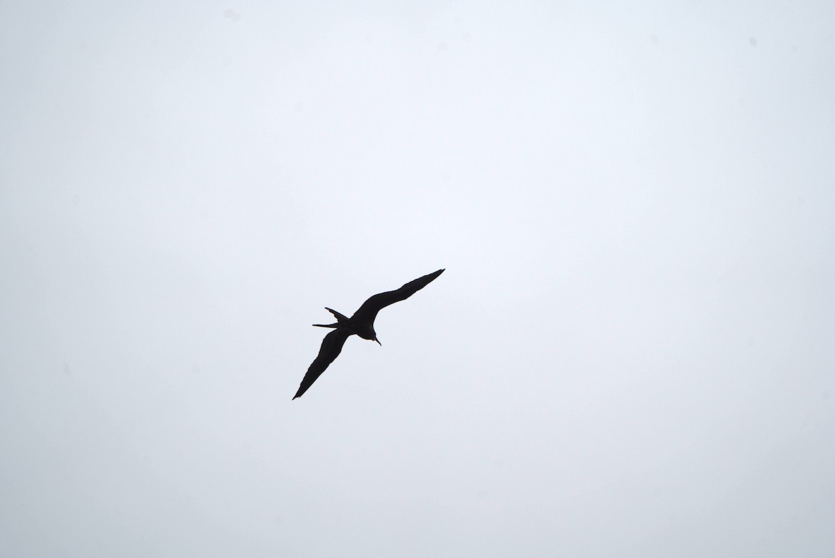 Muhteşem Fregatkuşu - ML644598481