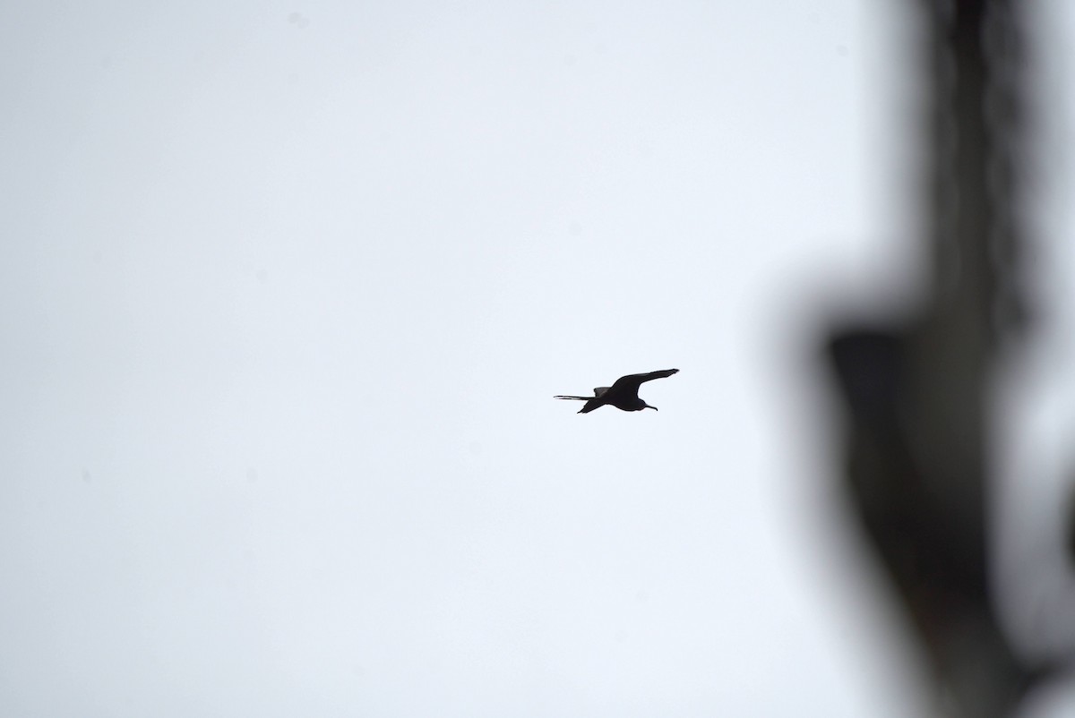 Muhteşem Fregatkuşu - ML644598484