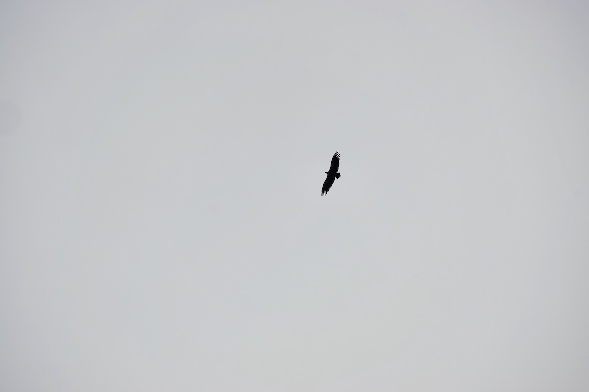 Cinereous Vulture - ML644598488