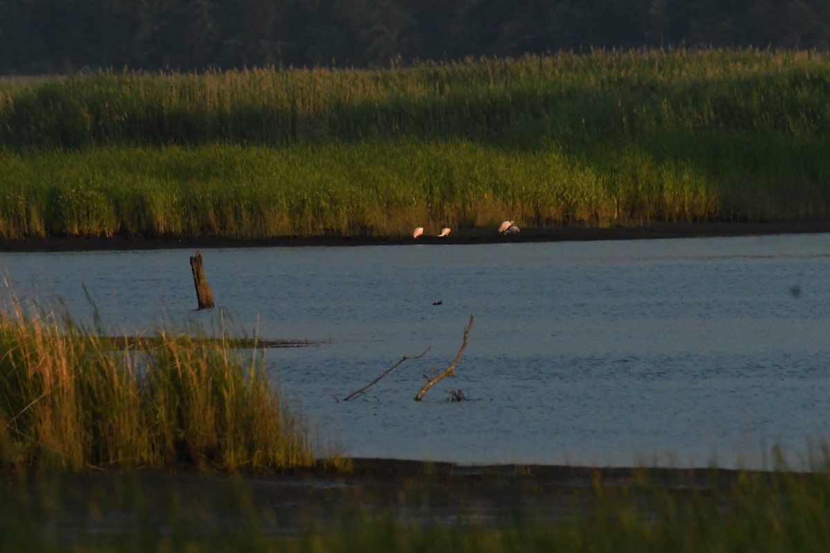 Roseate Spoonbill - ML644598489