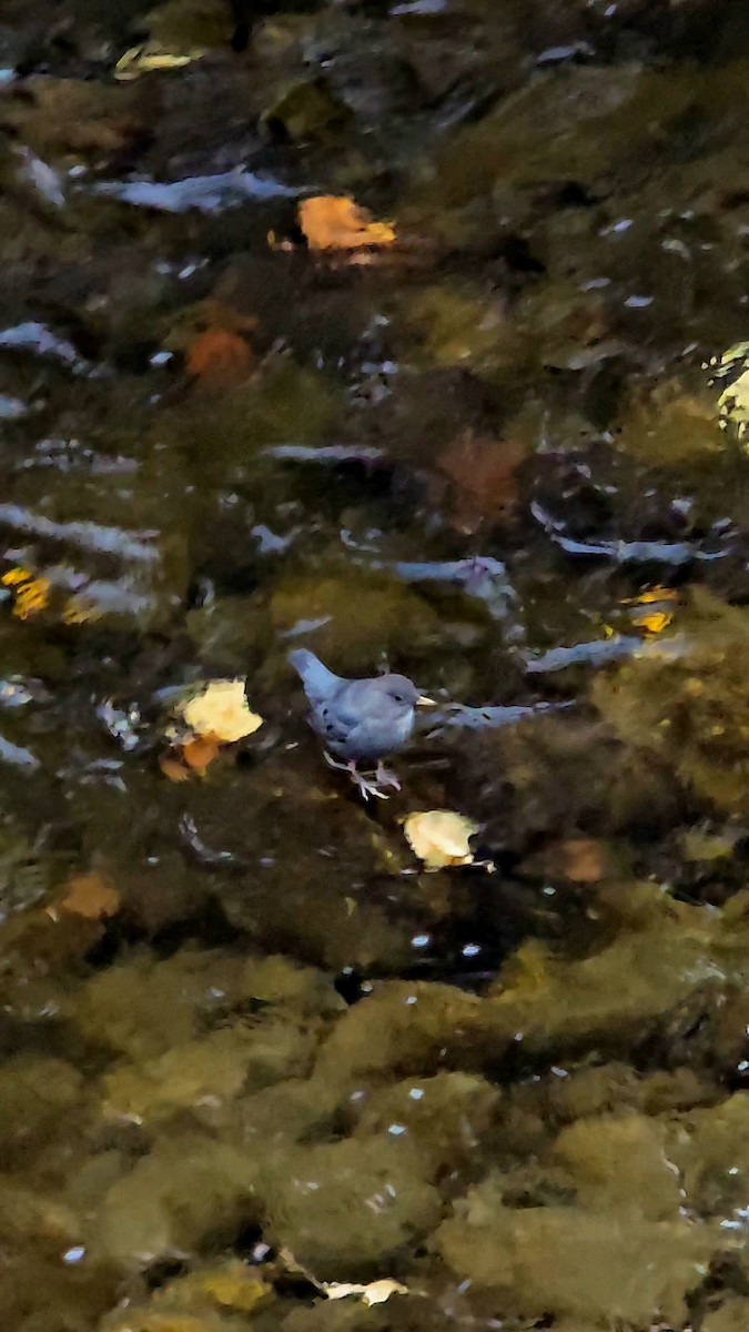 Ur-zozo iparramerikarra - ML644598501