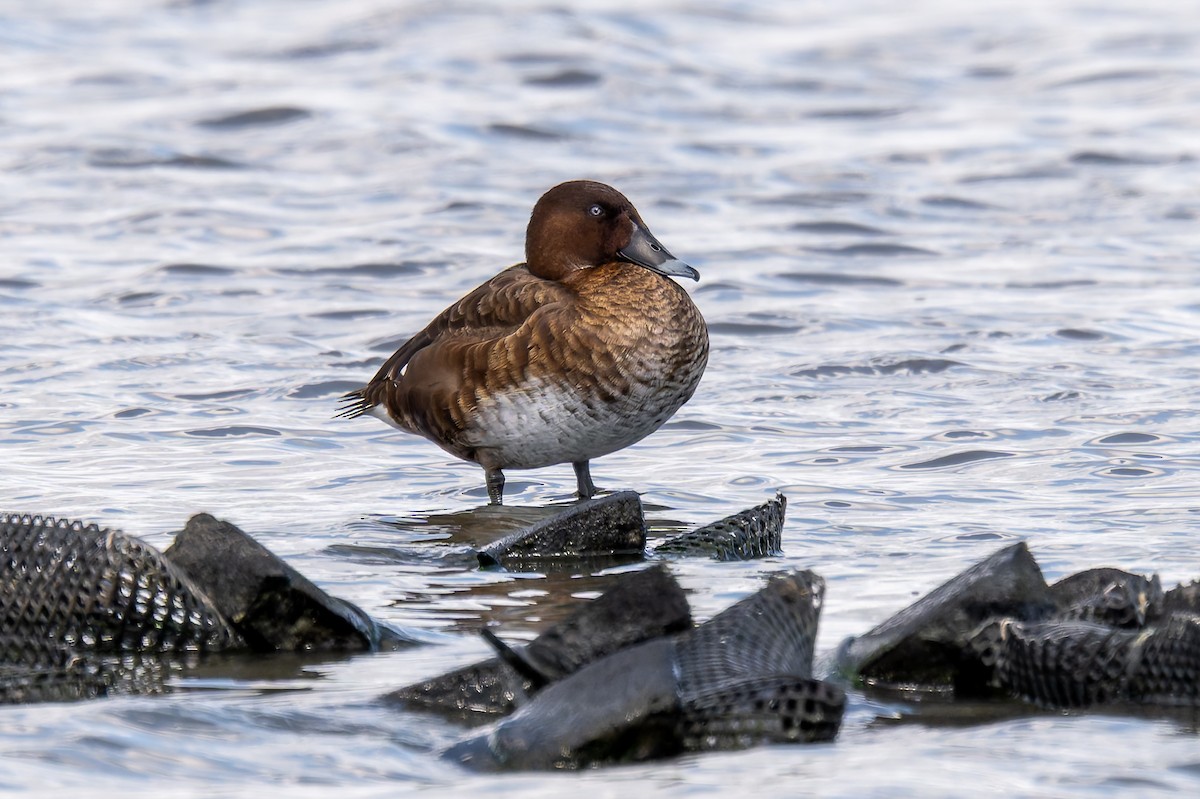 Hardhead - ML644598503