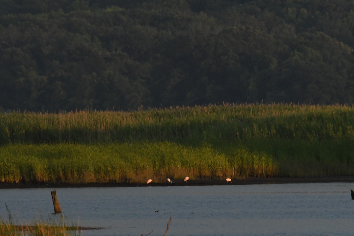 Roseate Spoonbill - ML644598505