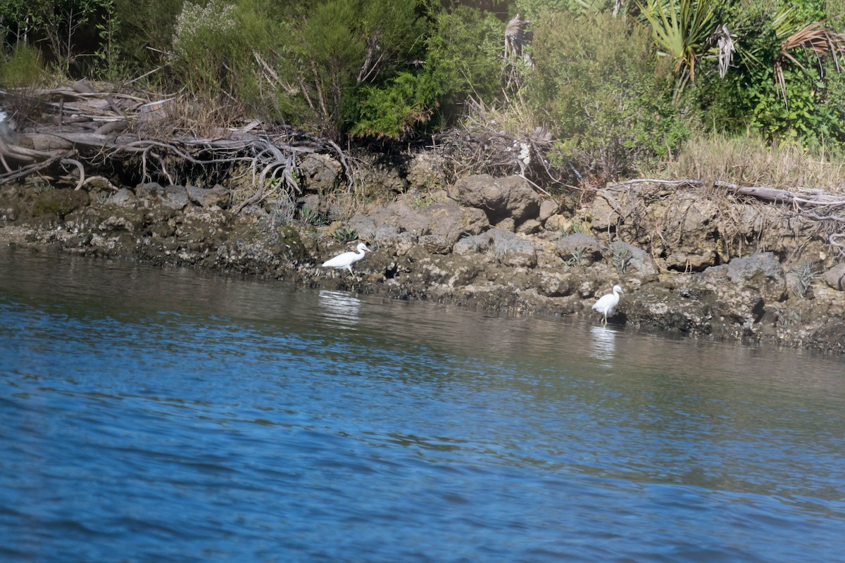 Little Blue Heron - ML644598509