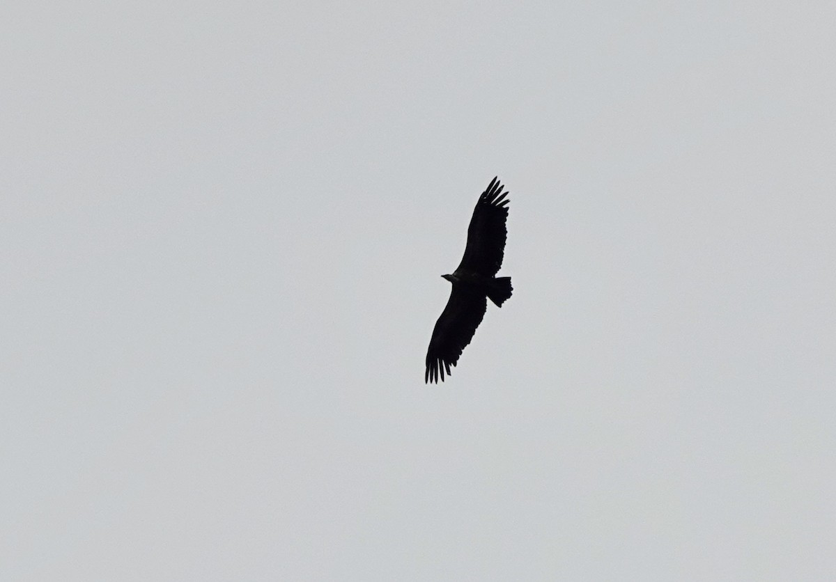 Cinereous Vulture - ML644598512