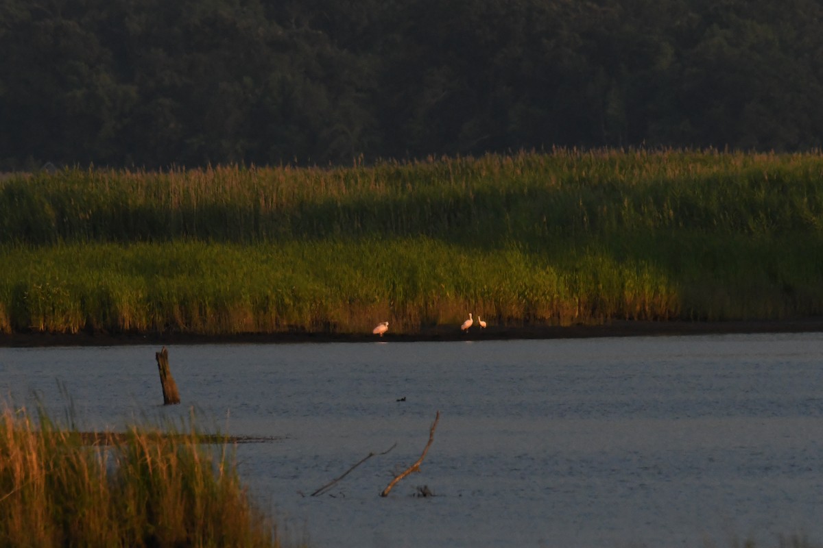 Roseate Spoonbill - ML644598513