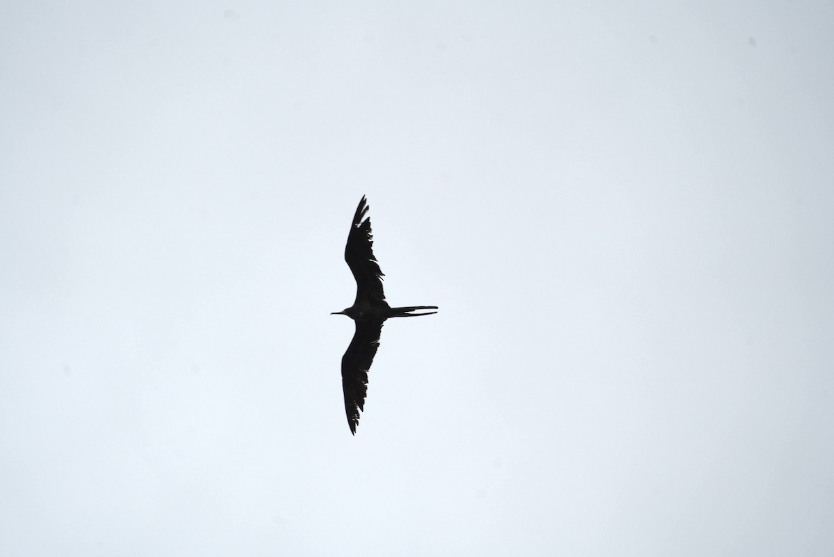 Muhteşem Fregatkuşu - ML644598515