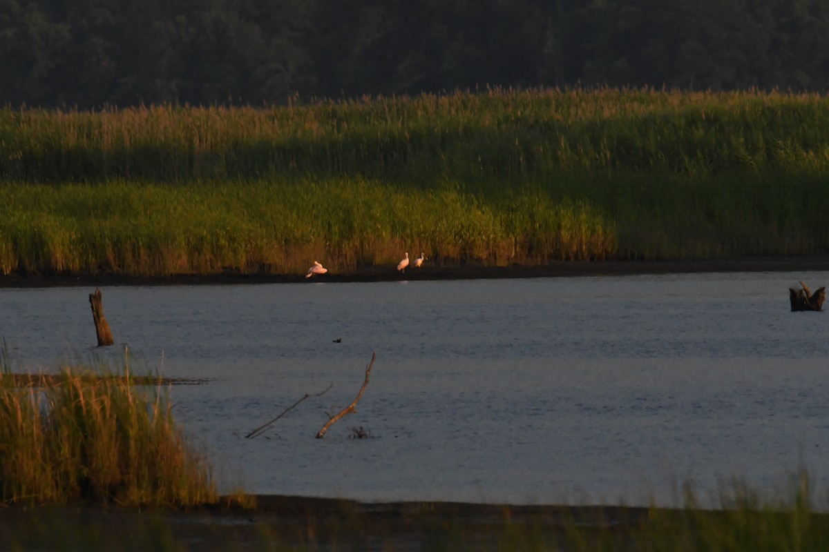 Roseate Spoonbill - ML644598533