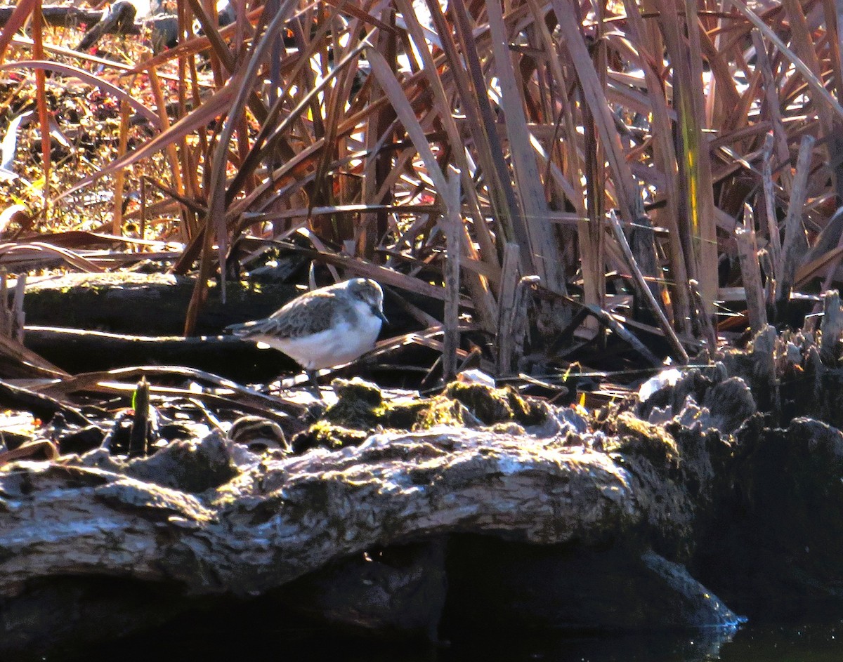 Txirri erdipalmatua - ML644598535