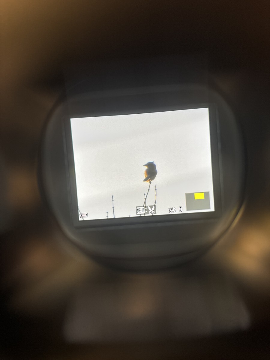 Сорокопуд північний - ML644598545