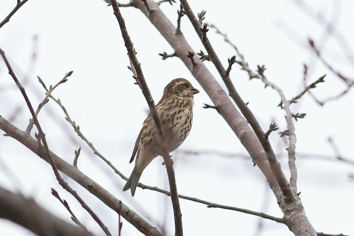 hýl nachový - ML644598546