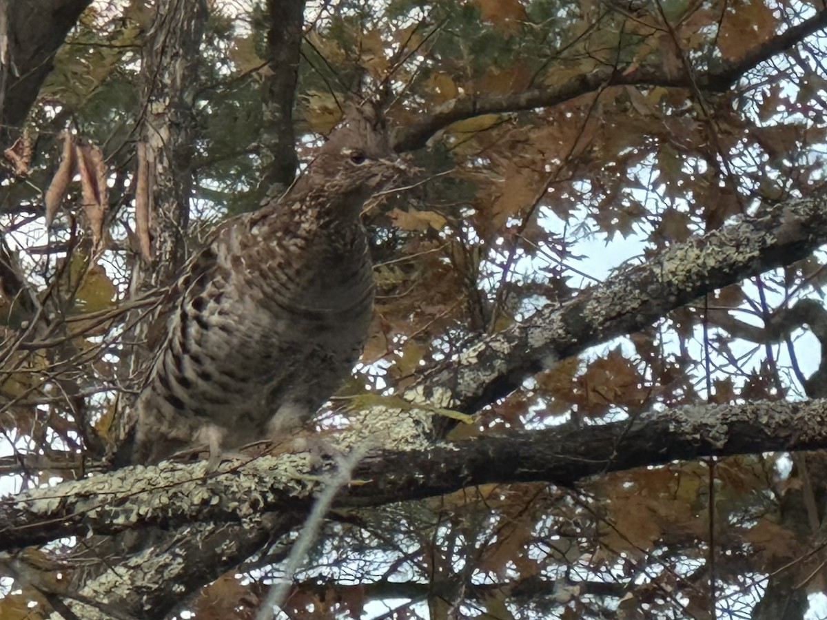Gélinotte huppée - ML644598555