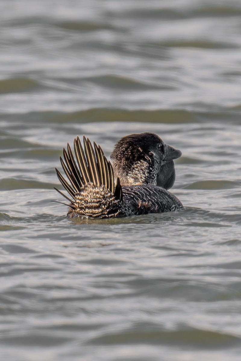 pungand - ML644598558