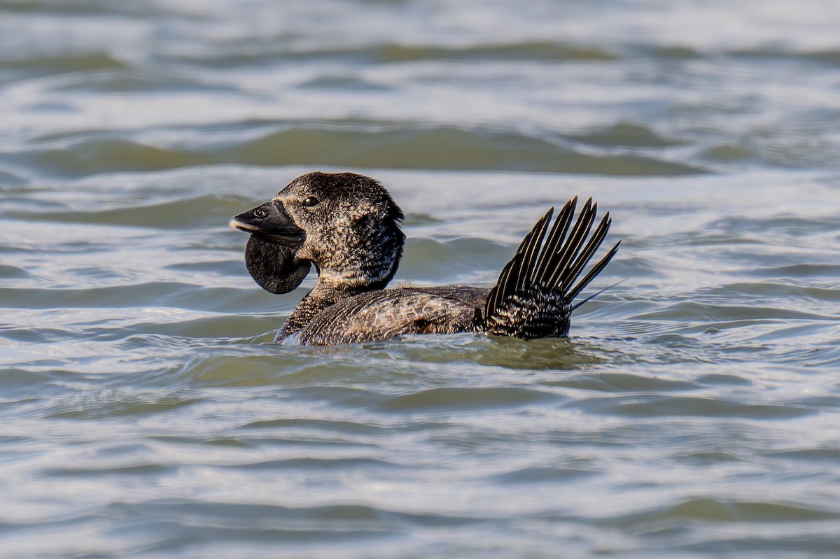 pungand - ML644598559