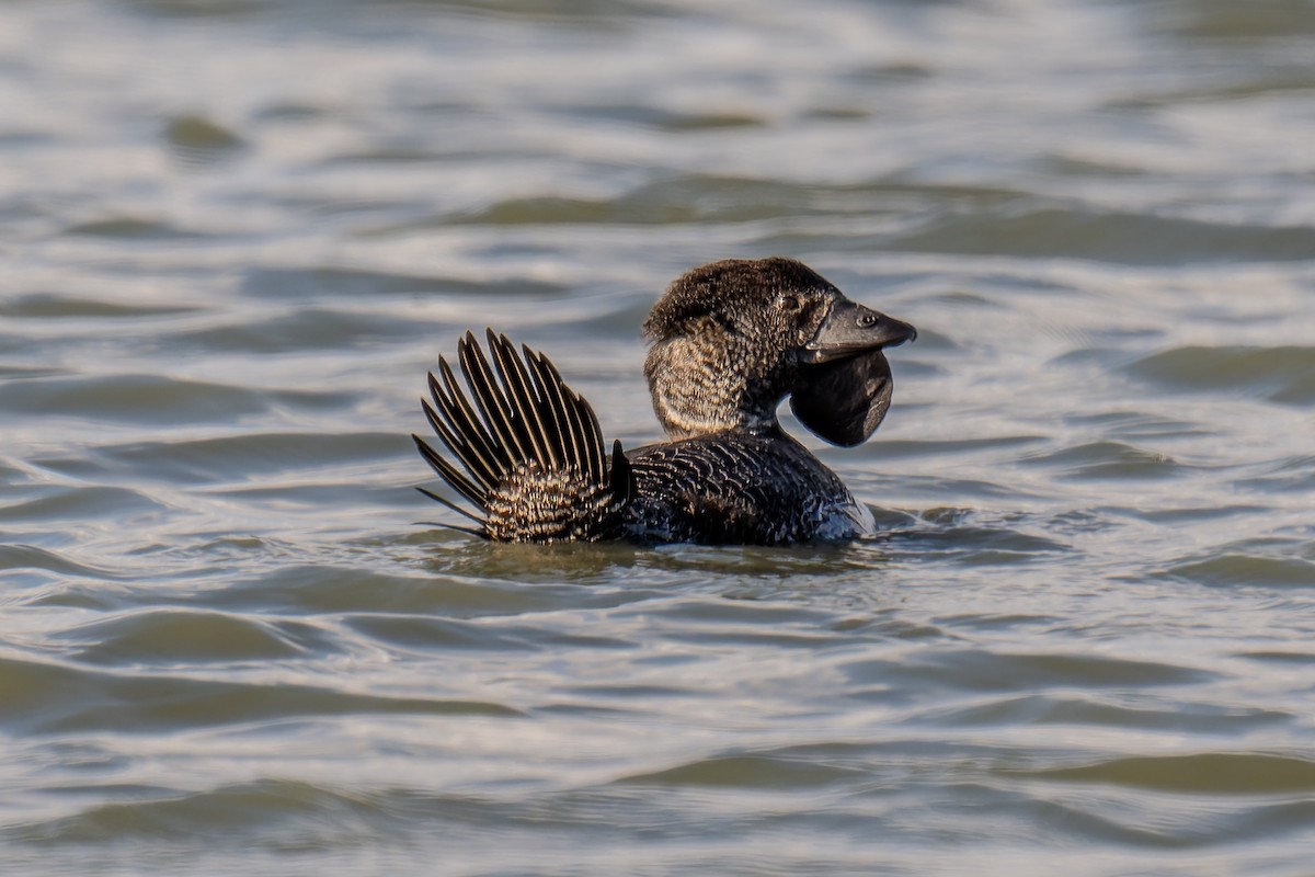 pungand - ML644598561