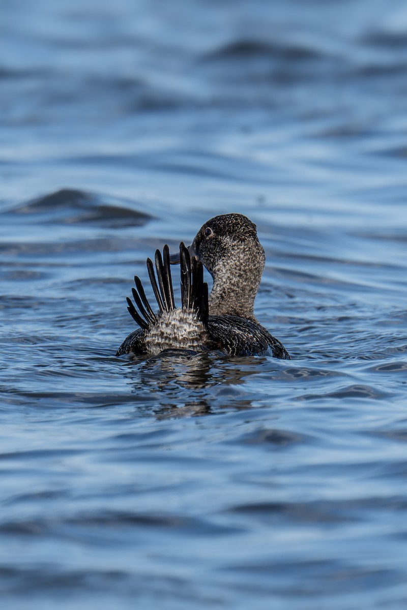 pungand - ML644598563