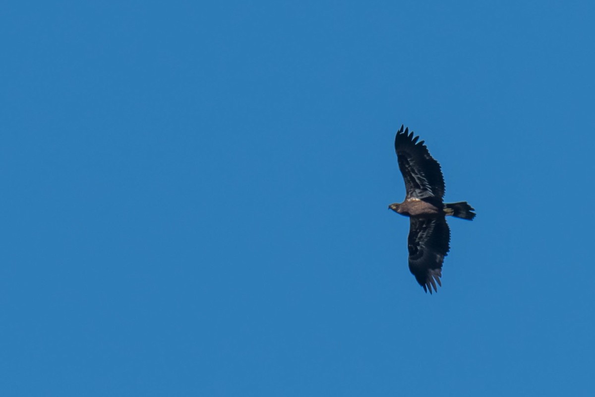 Bald Eagle - ML644598568