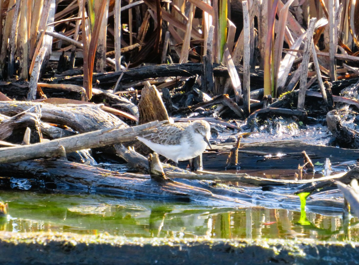 Txirri erdipalmatua - ML644598593