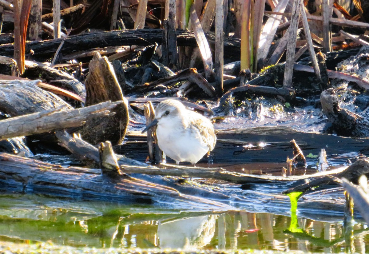 Txirri erdipalmatua - ML644598595