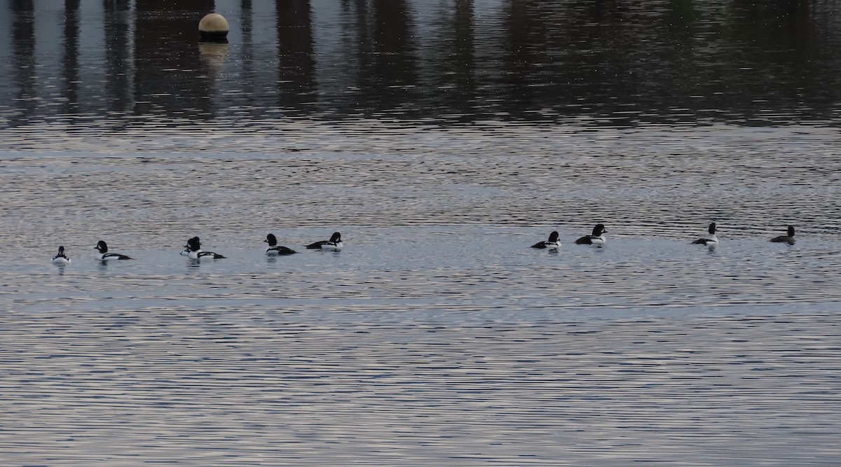 Barrow's Goldeneye - ML644598596