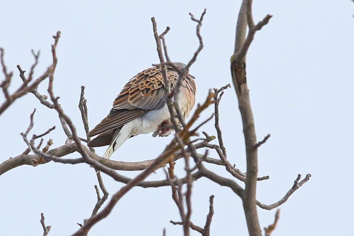 Горлиця велика - ML644598597