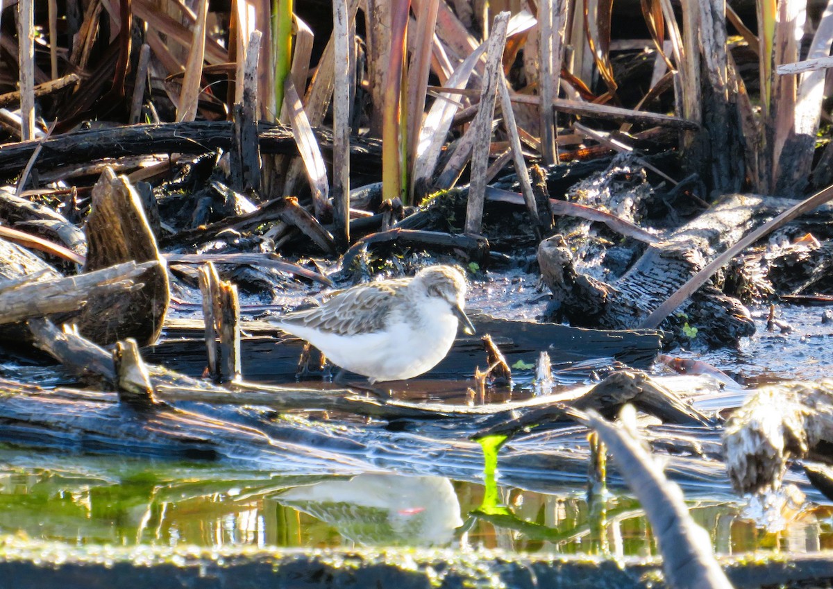 Txirri erdipalmatua - ML644598602