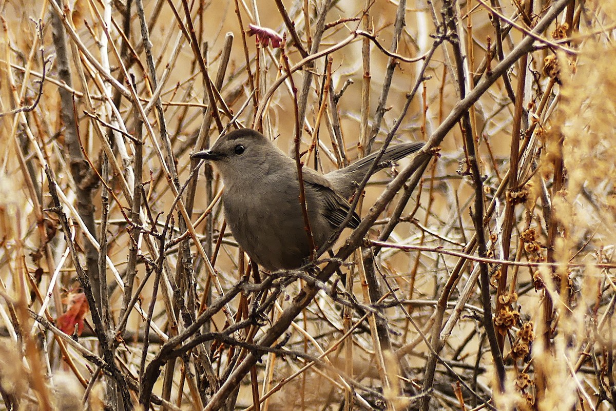 Miaulari grisa - ML644598603