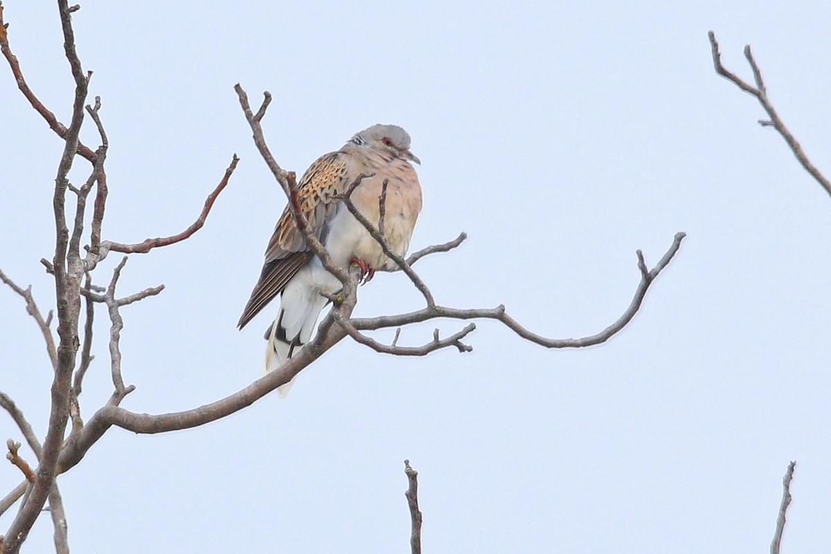 Горлиця велика - ML644598606