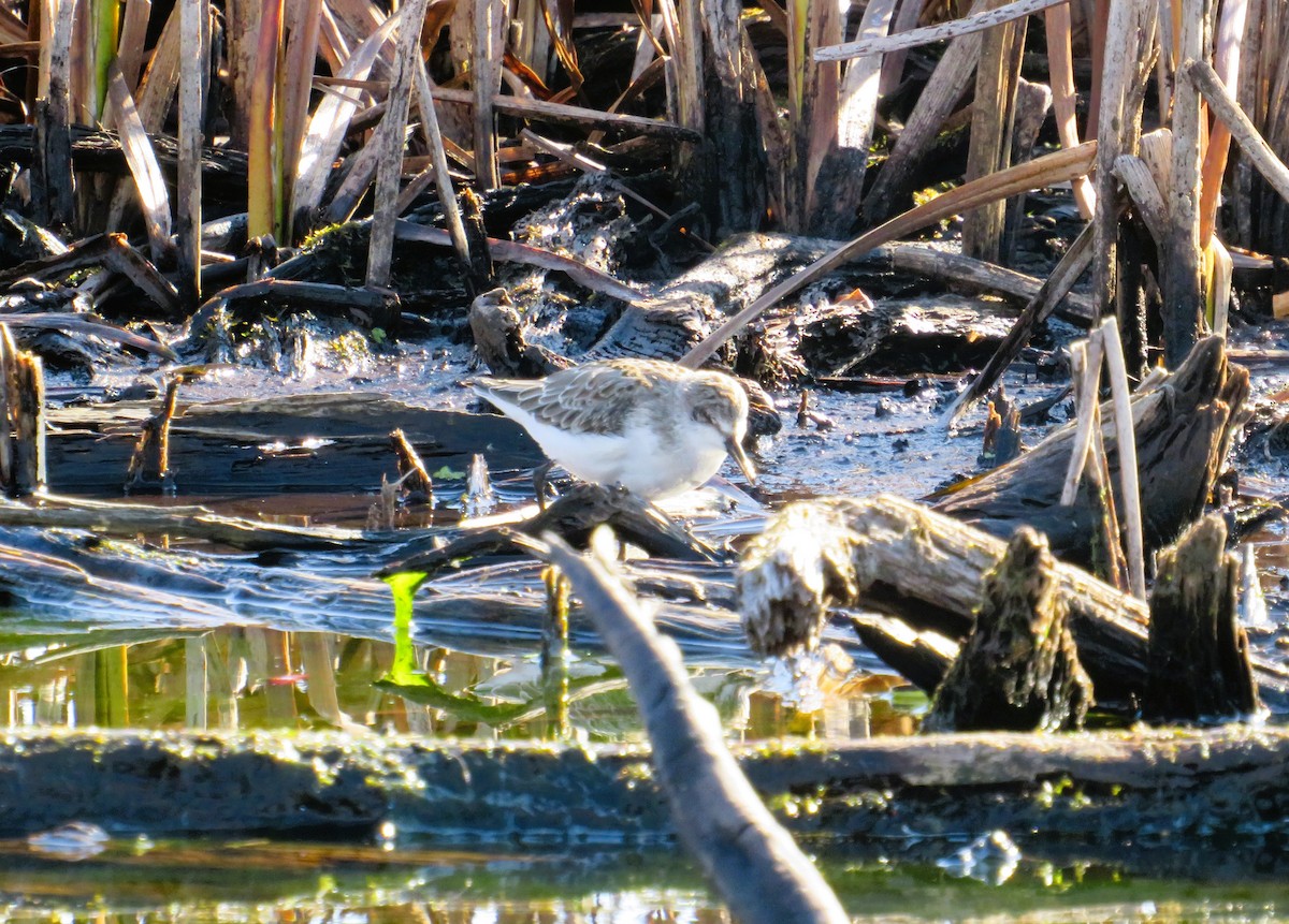 Txirri erdipalmatua - ML644598607