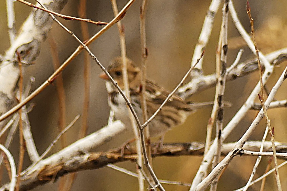 カオグロシトド - ML644598608