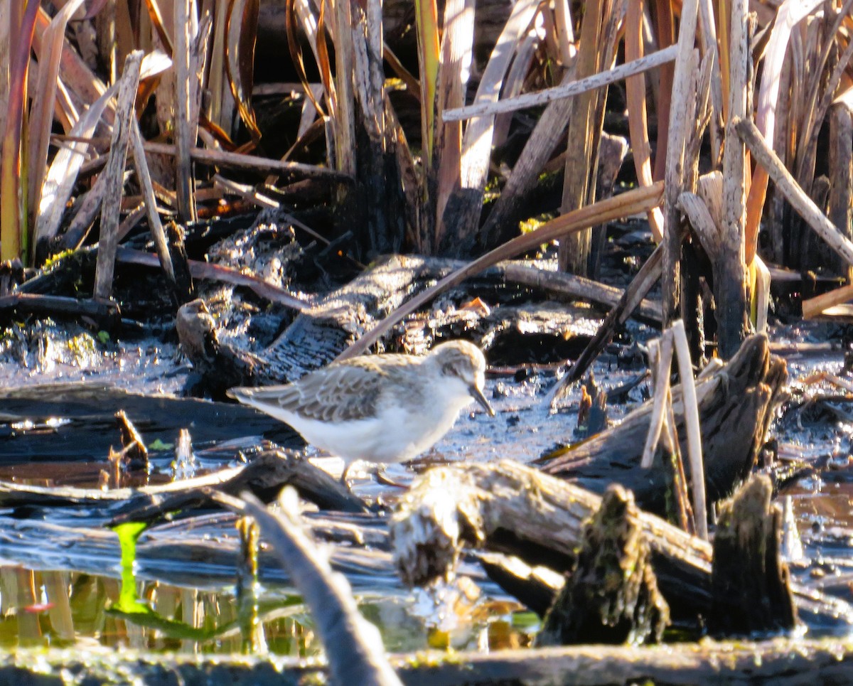 Txirri erdipalmatua - ML644598610