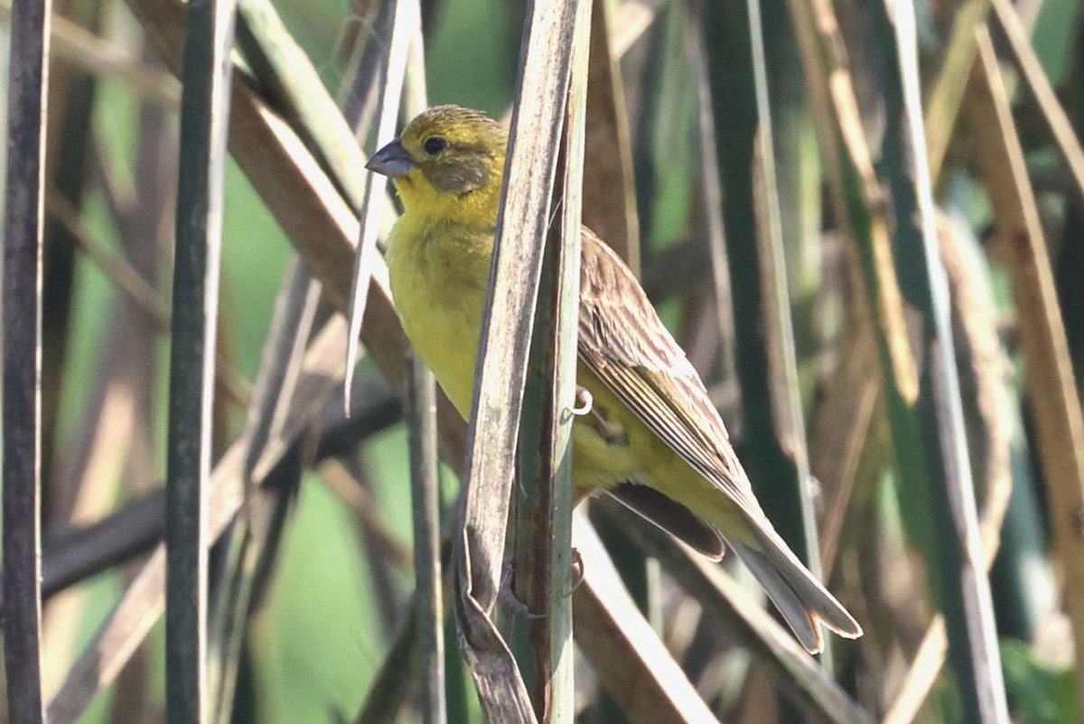 Короткоклювый зерноед - ML644598616