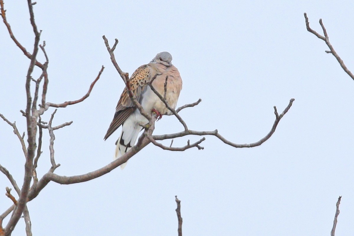 Горлиця велика - ML644598618