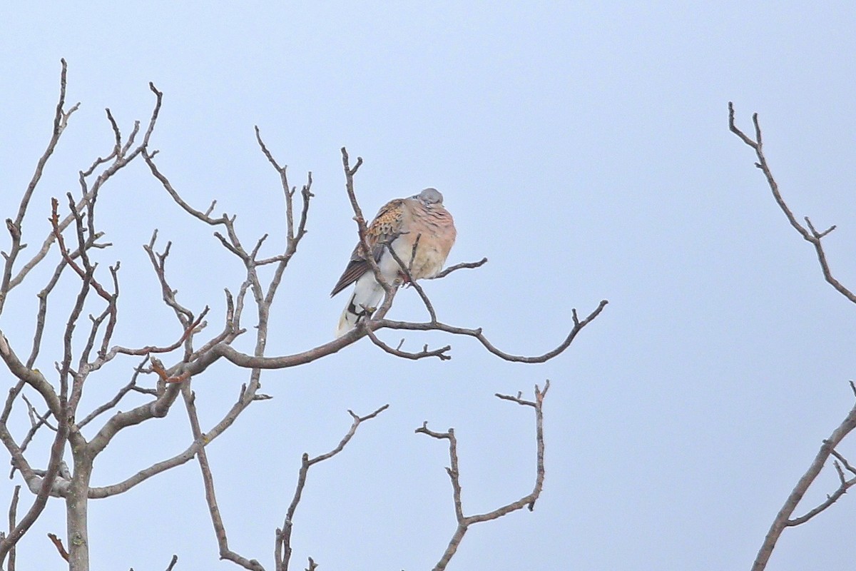 Горлиця велика - ML644598622