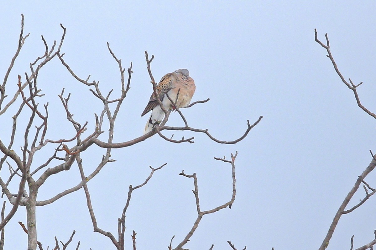 Горлиця велика - ML644598630