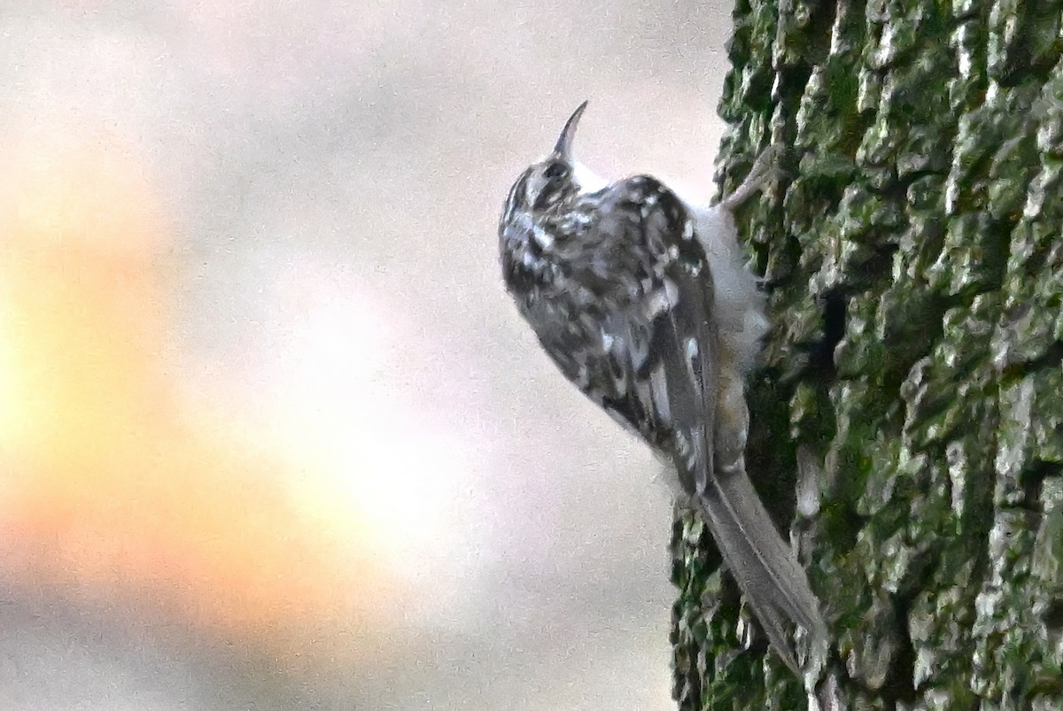 amerikatrekryper - ML644598651